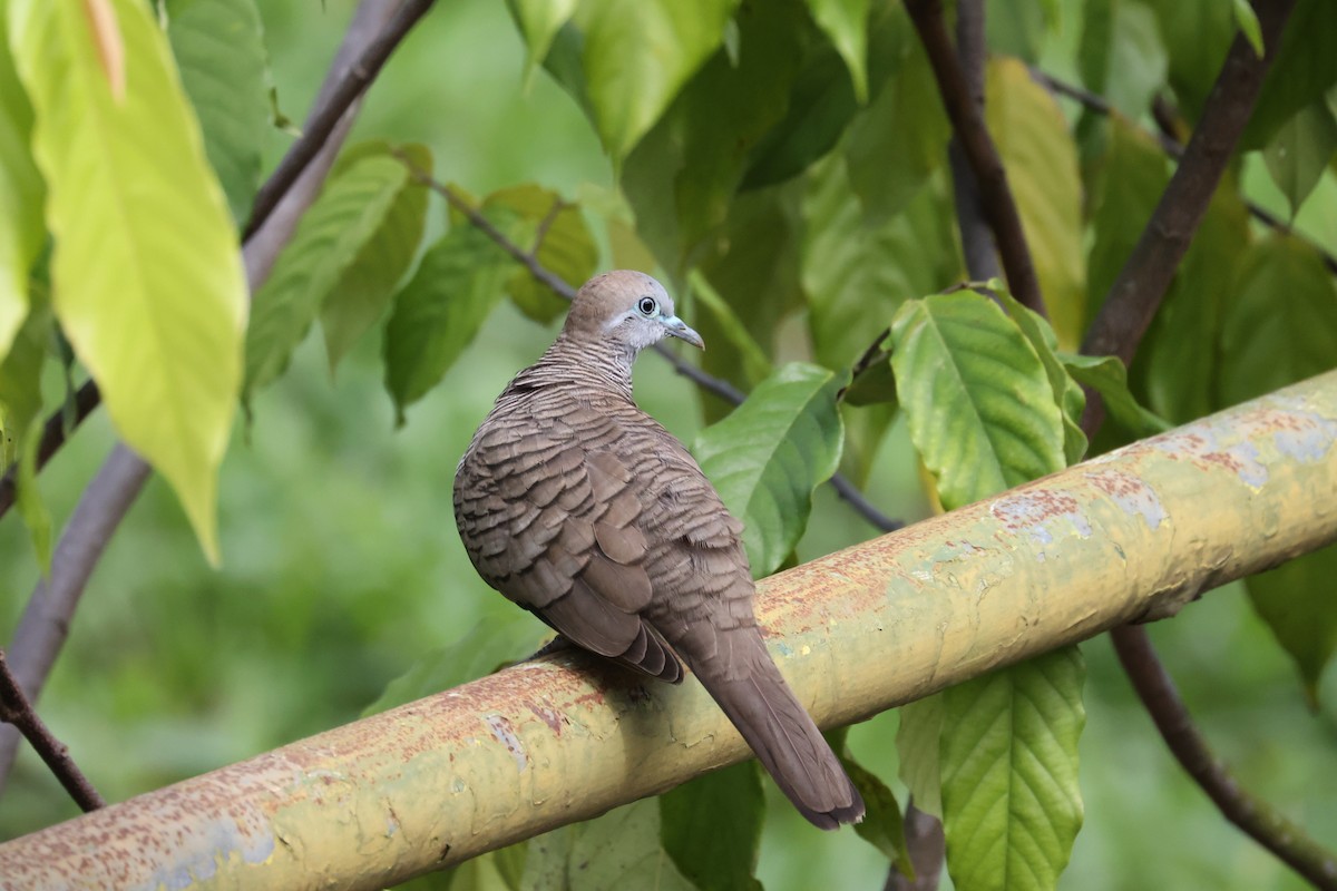 Zebra Dove - Andrew William