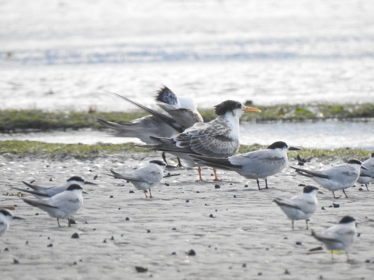 Great Crested Tern - ML366465691