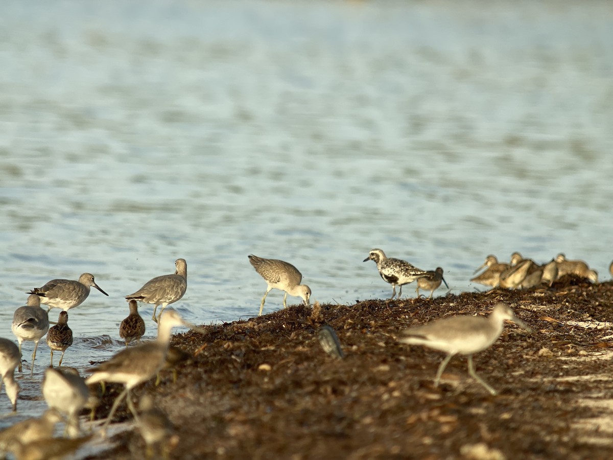 Black-bellied Plover - Luis Gles