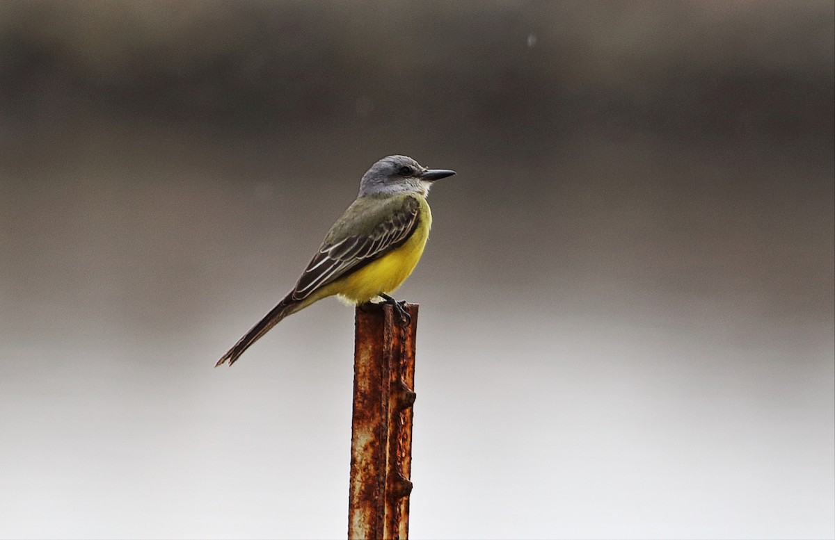 Tropical Kingbird - Paul Fenwick