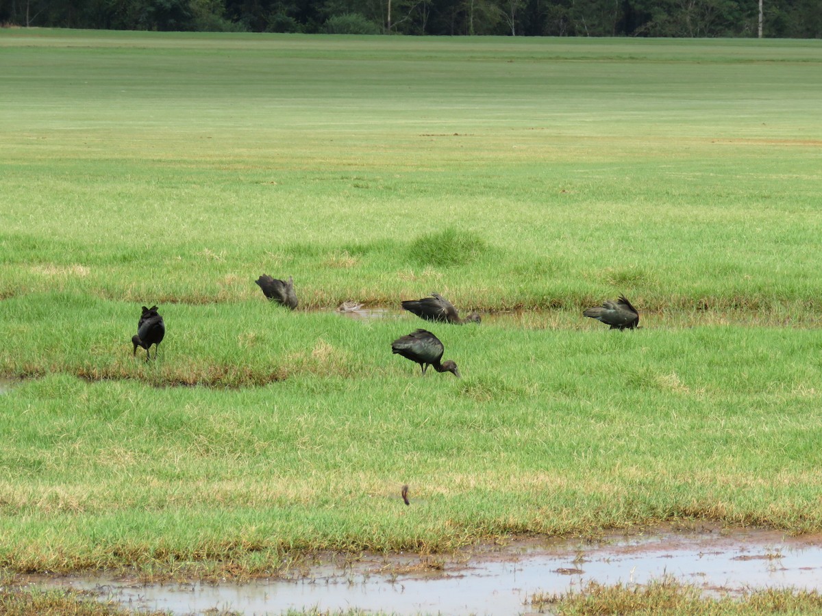 Glossy Ibis - Kathy Miller