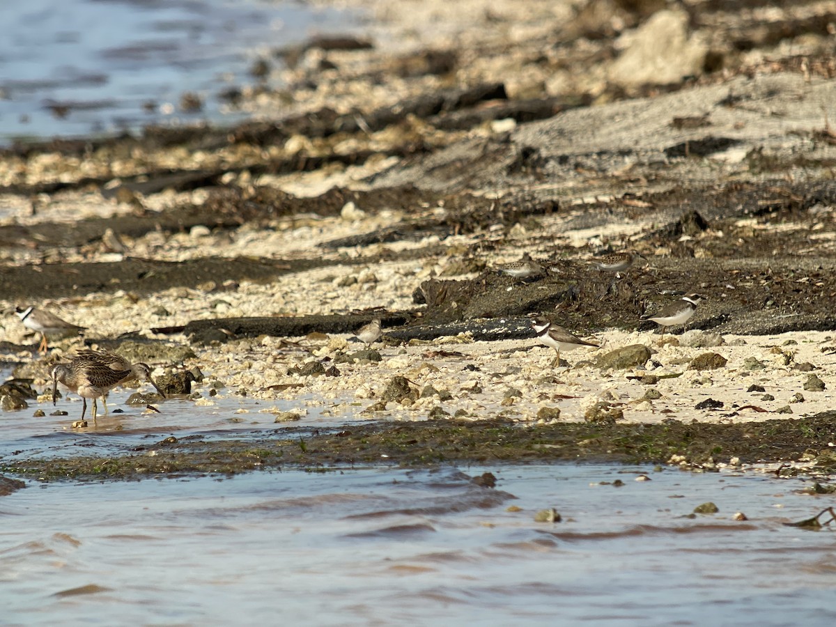 Semipalmated Plover - Luis Gles