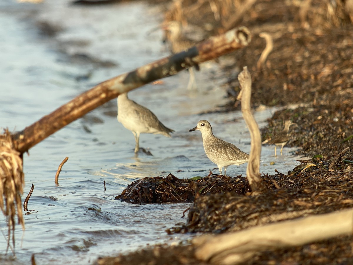 Black-bellied Plover - ML366467201