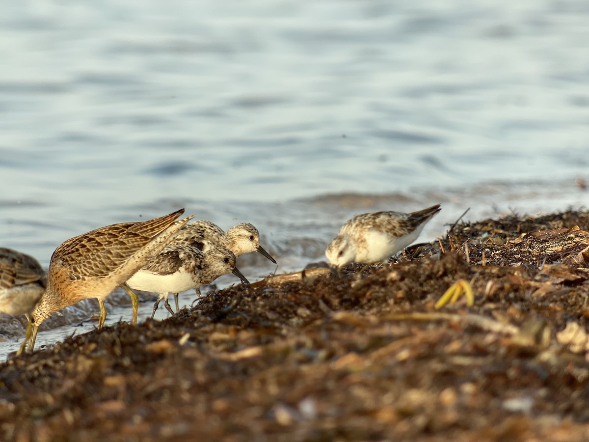 Гурвалж элсэг - ML366467771