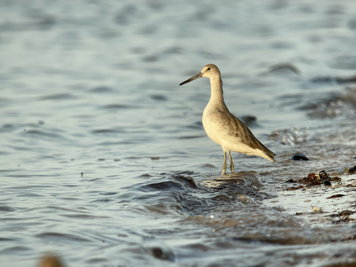 Willet - ML366468601