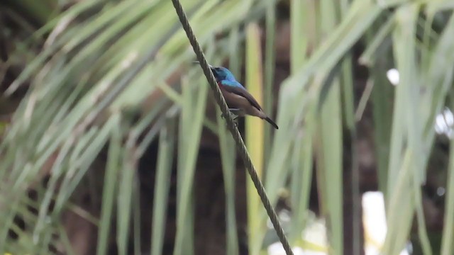 クリムネタイヨウチョウ - ML366468611