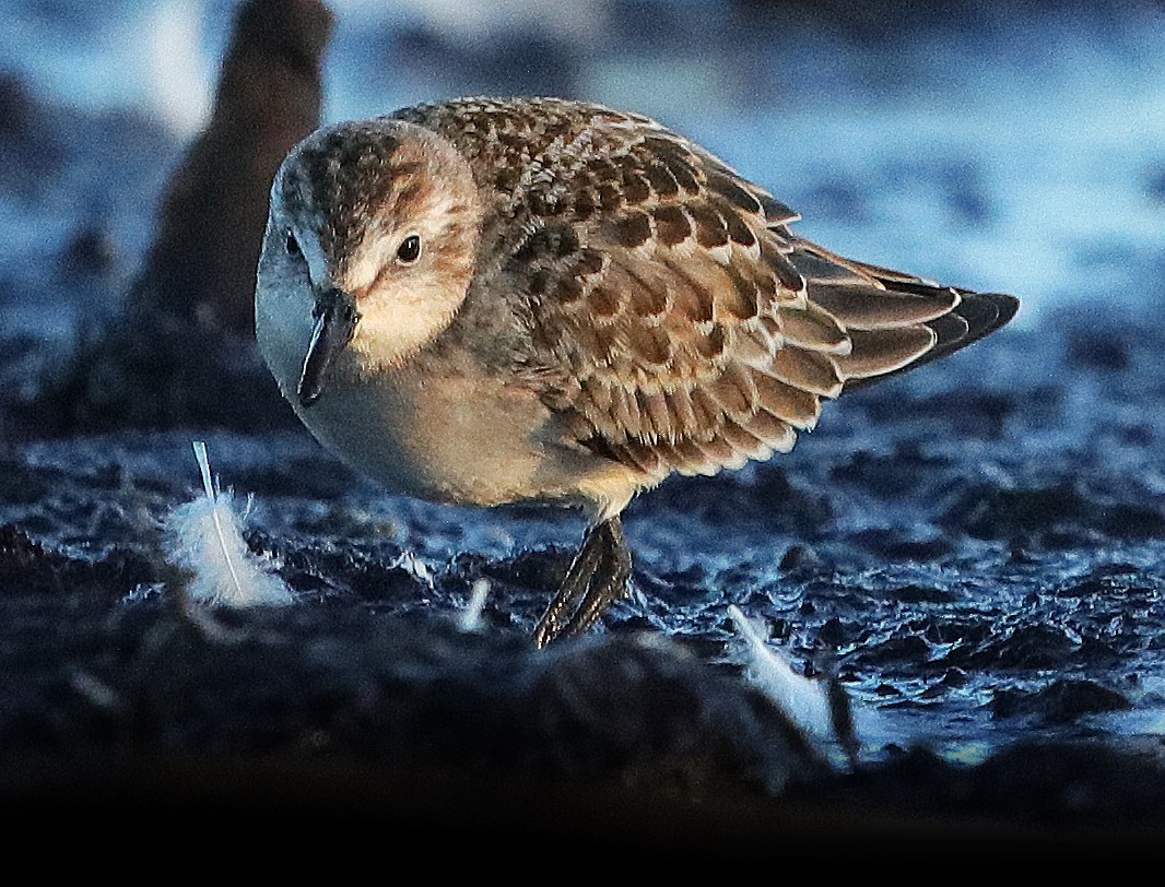 sandsnipe - ML366469431