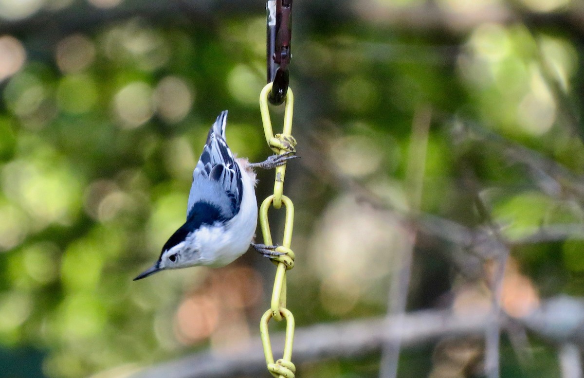 White-breasted Nuthatch - michele ramsey