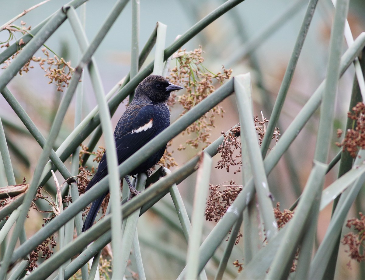 Tricolored Blackbird - ML36647431