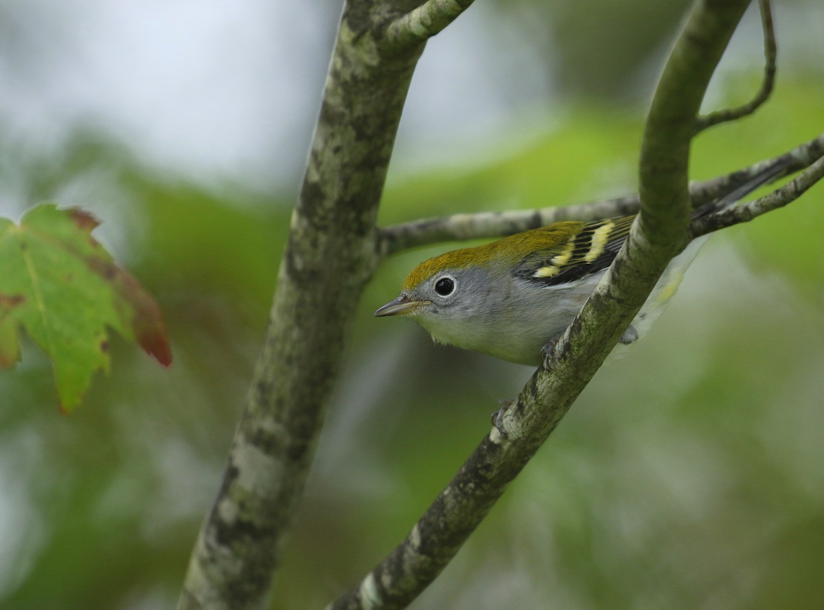 Chestnut-sided Warbler - Aaron Graham
