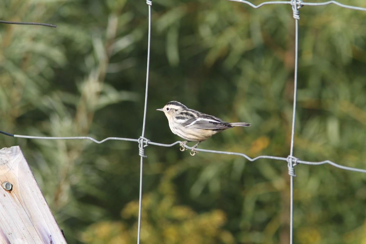Black-and-white Warbler - ML366475511