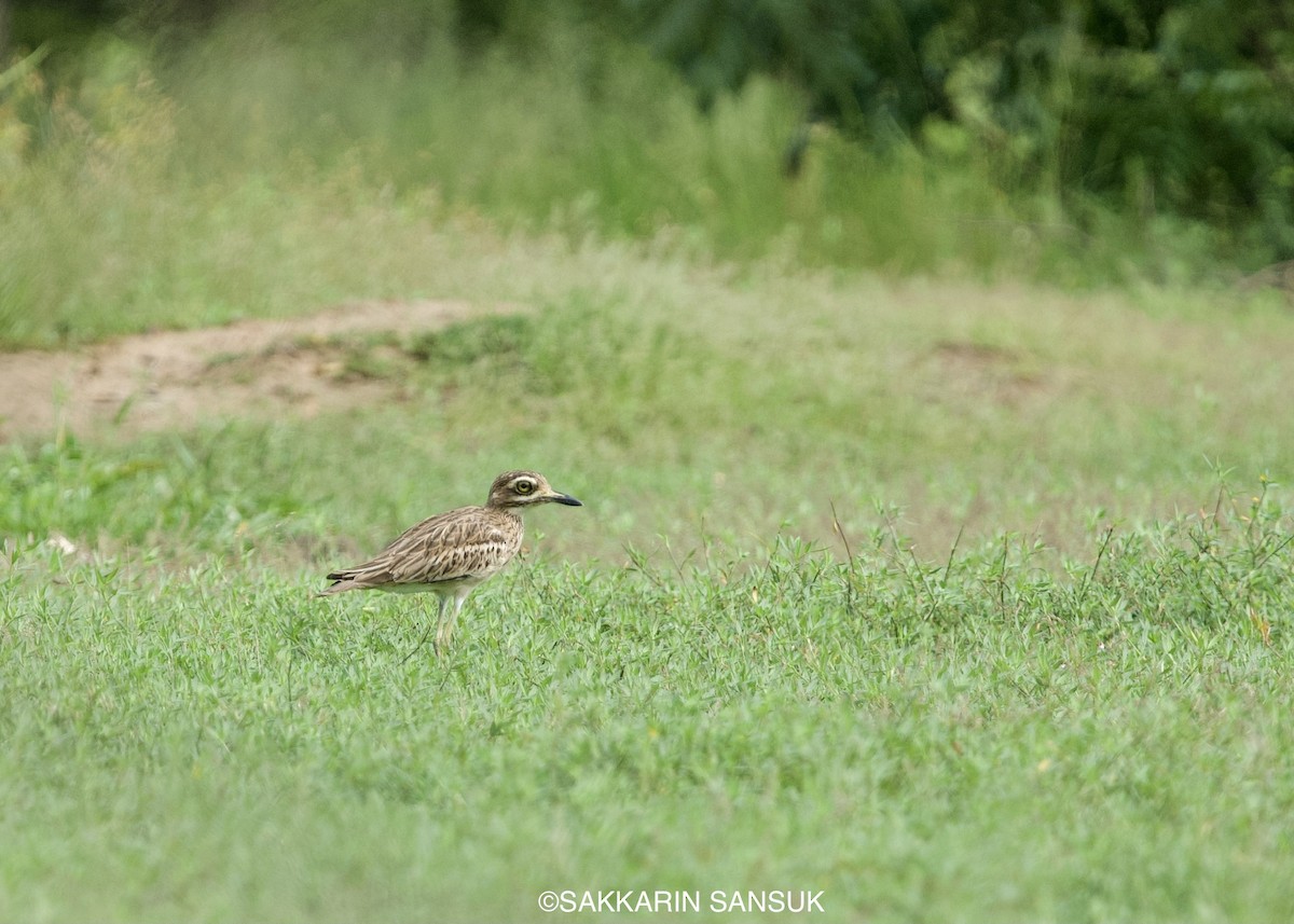 Indian Thick-knee - ML366475881