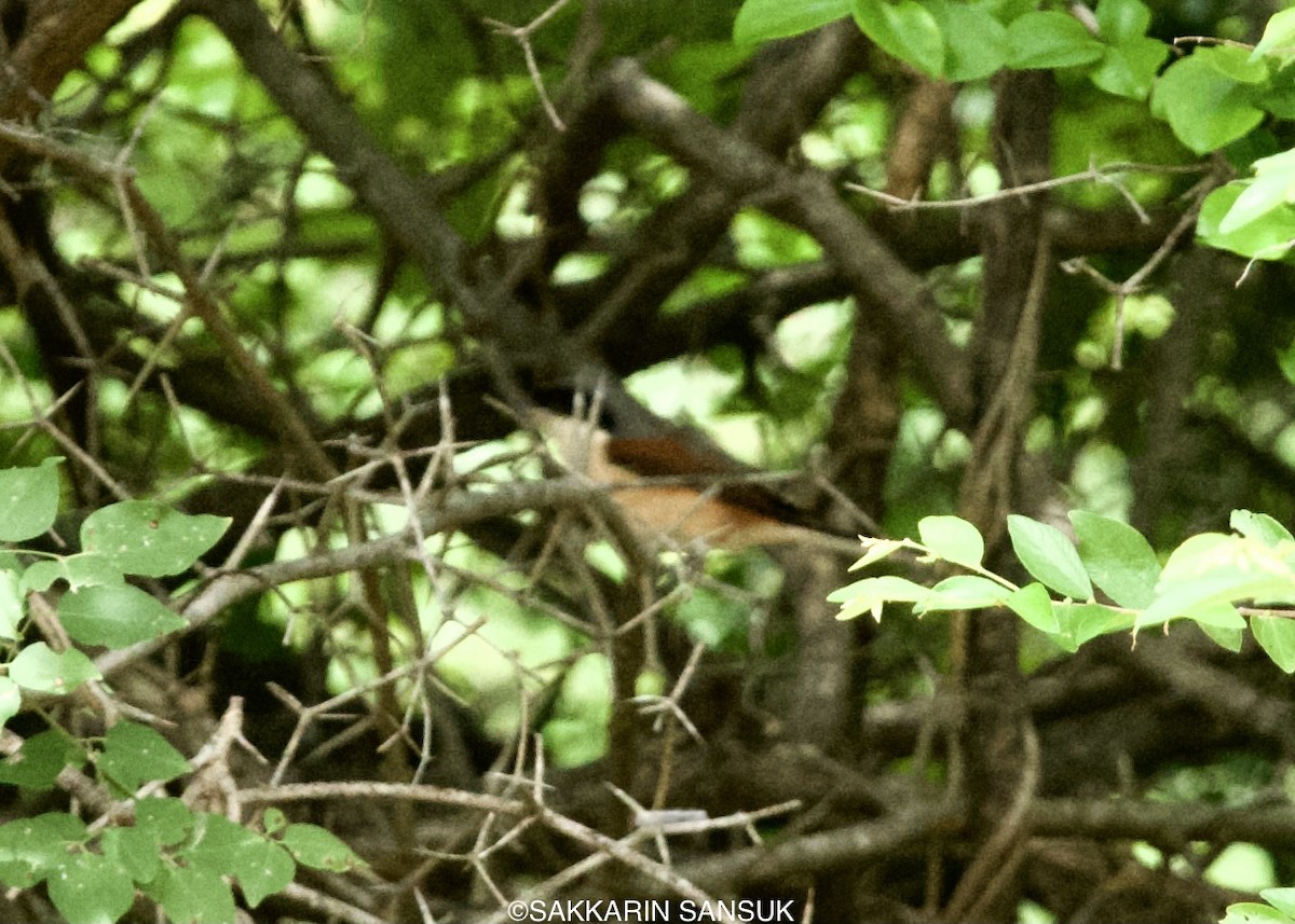 Pie-grièche à dos marron - ML366475901