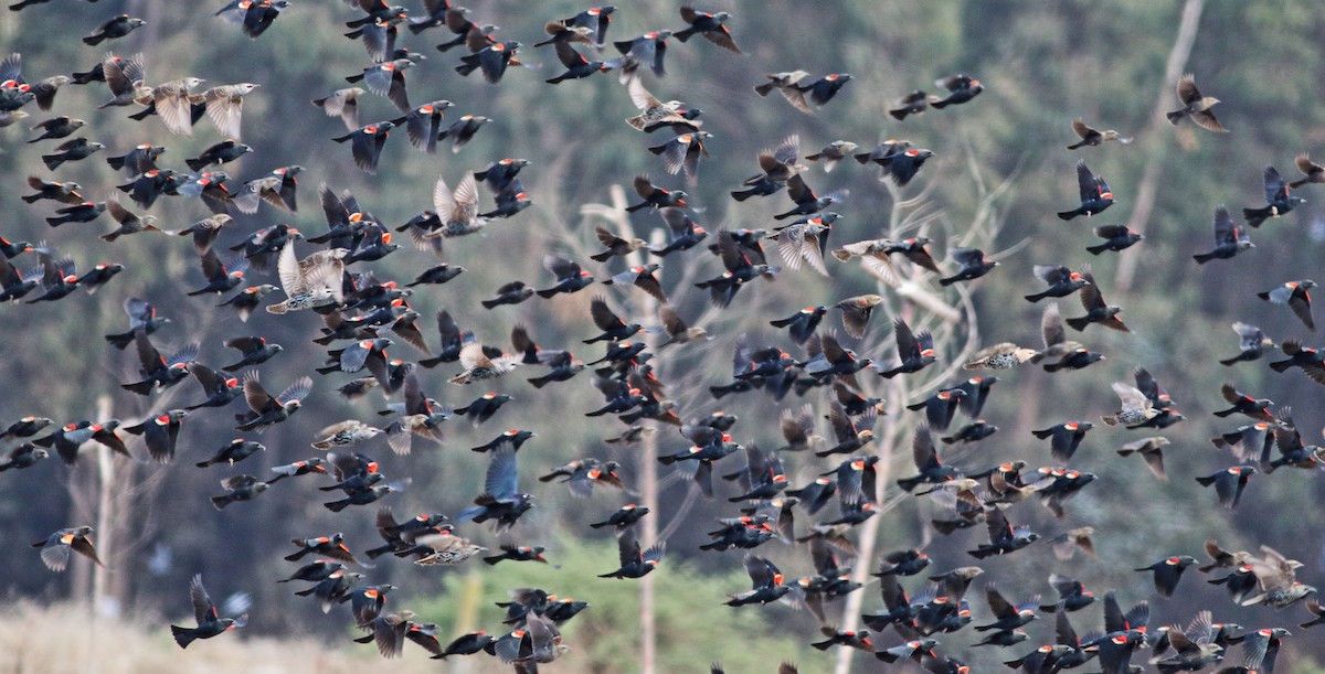 Tricolored Blackbird - ML36647601