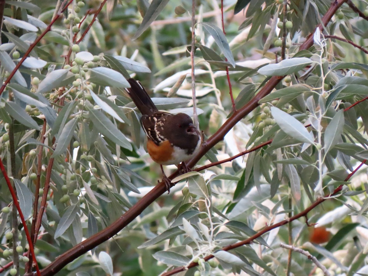 Spotted Towhee - Bob Hargis