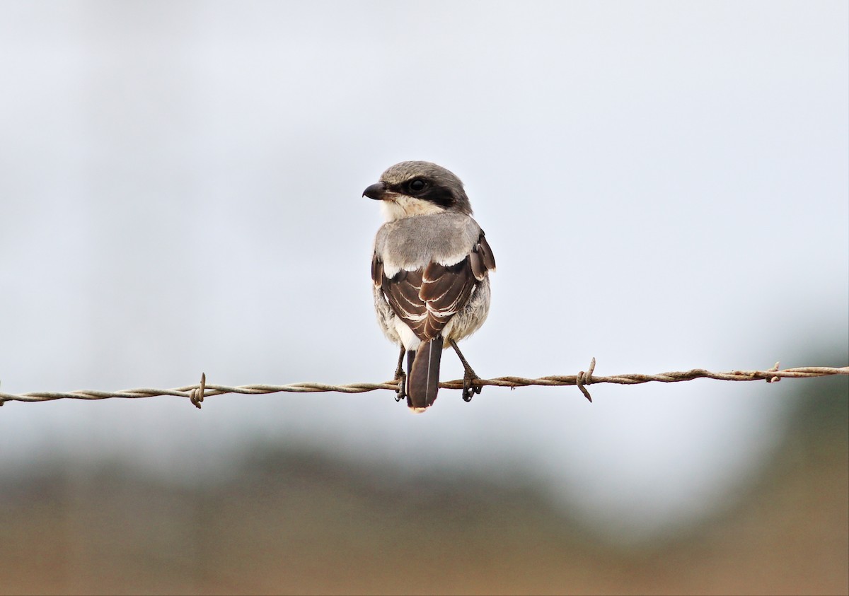 Loggerhead Shrike - ML36647691