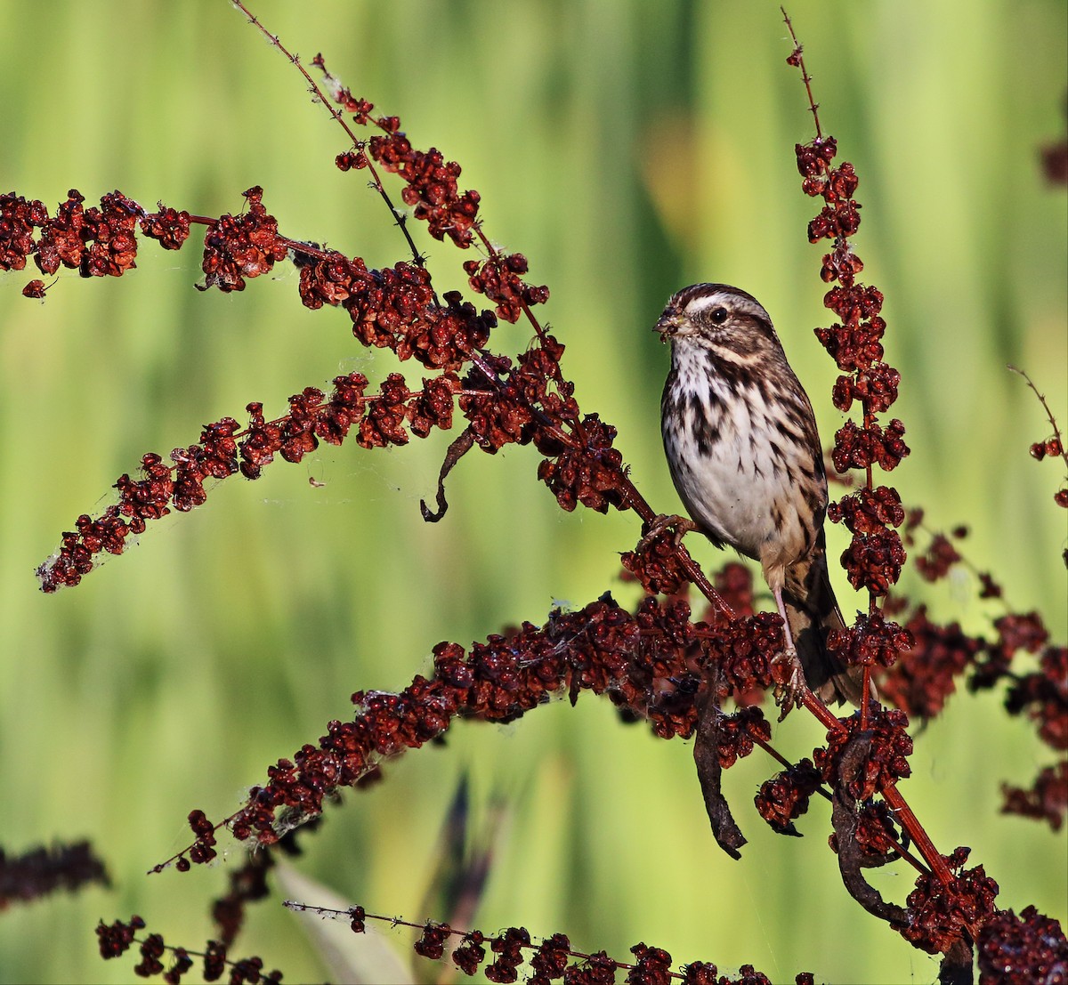 Savannah Sparrow (Savannah) - ML36647791