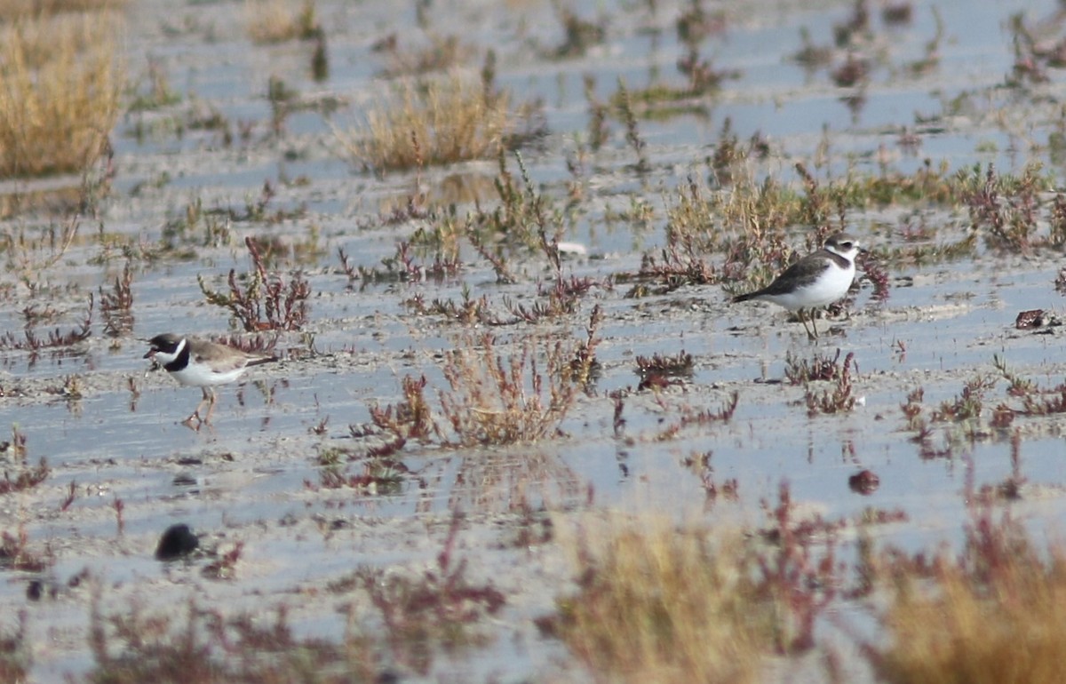 Semipalmated Plover - ML366478121