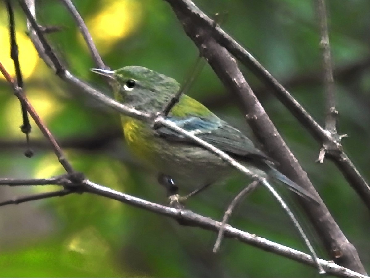 Northern Parula - ML366479431