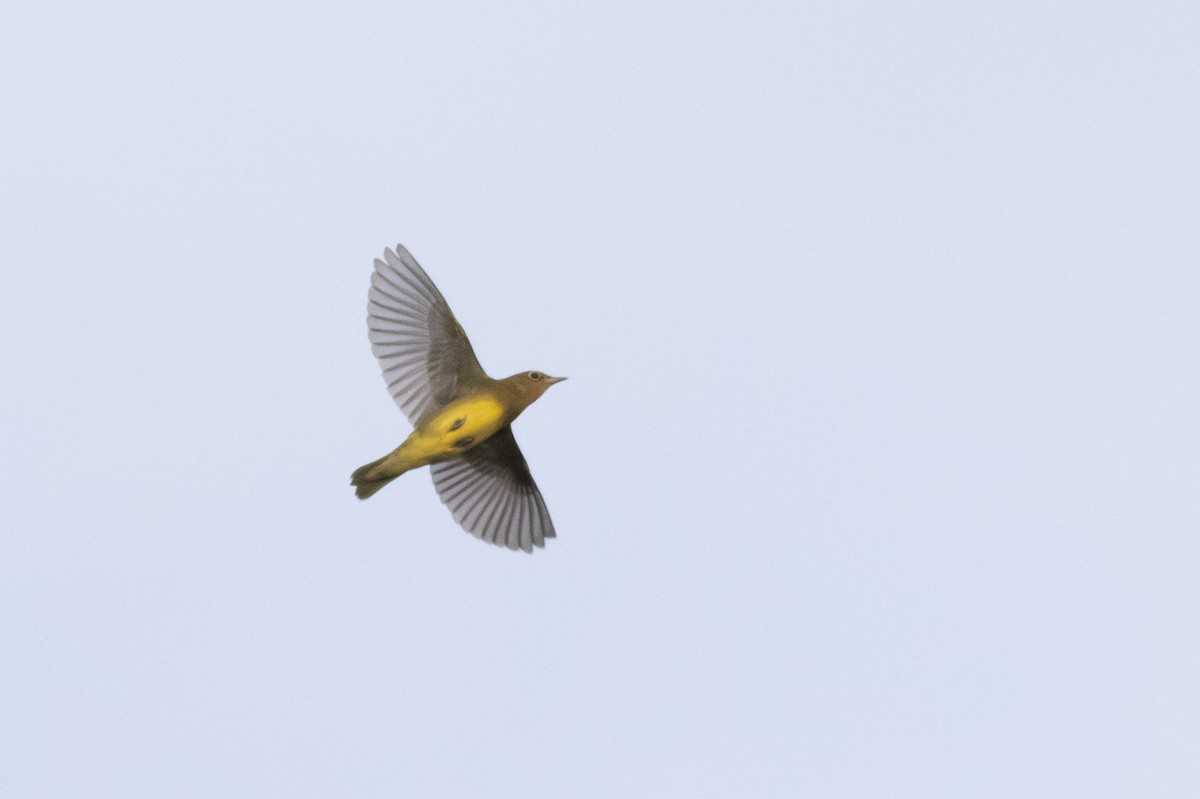 Connecticut Warbler - Tom Johnson
