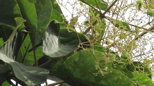 Golden-fronted Leafbird - ML366479671