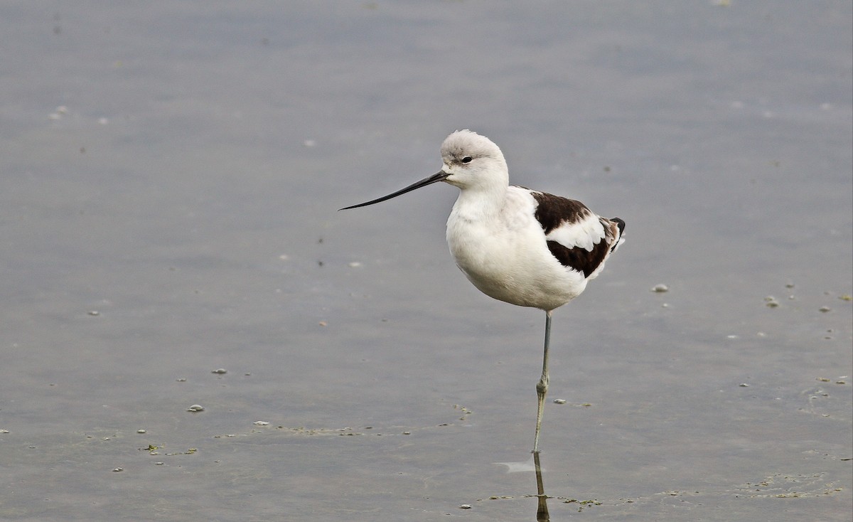 American Avocet - ML36648101