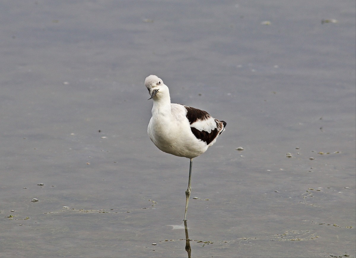 American Avocet - ML36648111