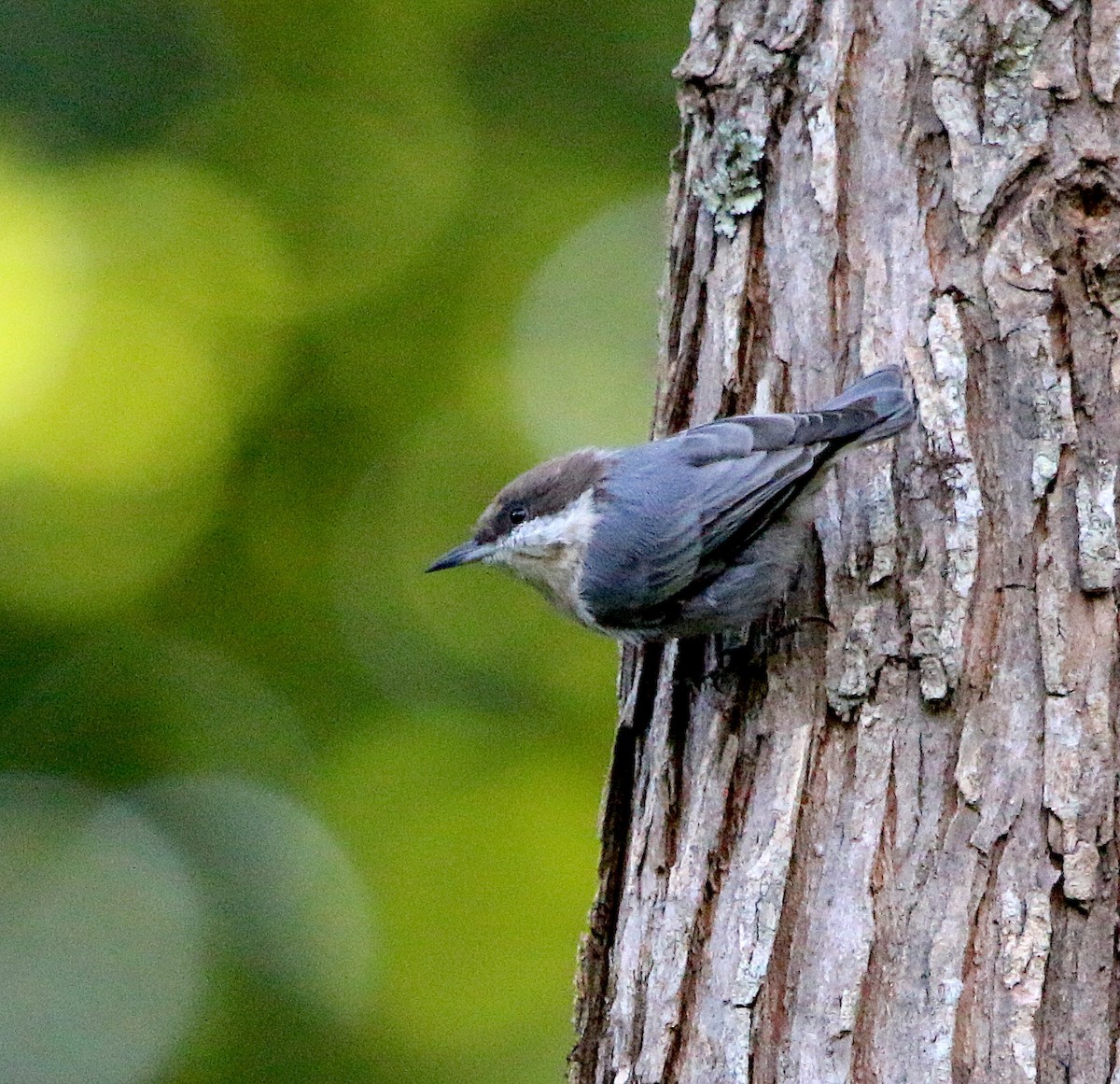 Brown-headed Nuthatch - ML366482721