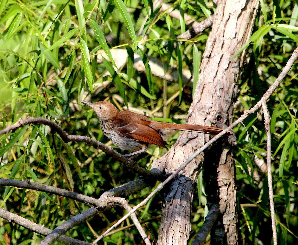 Brown Thrasher - ML366482761
