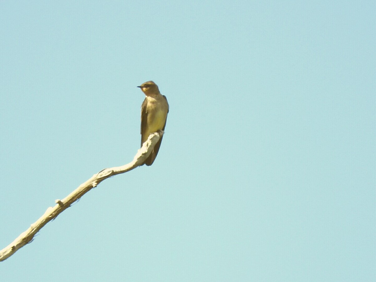 Southern Rough-winged Swallow - Enrique Chiurla