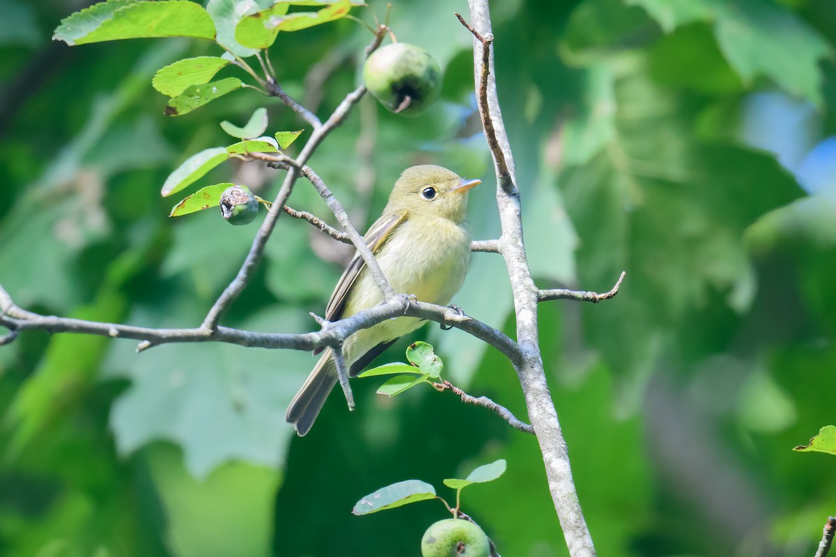 Yellow-bellied Flycatcher - David Pinkerton