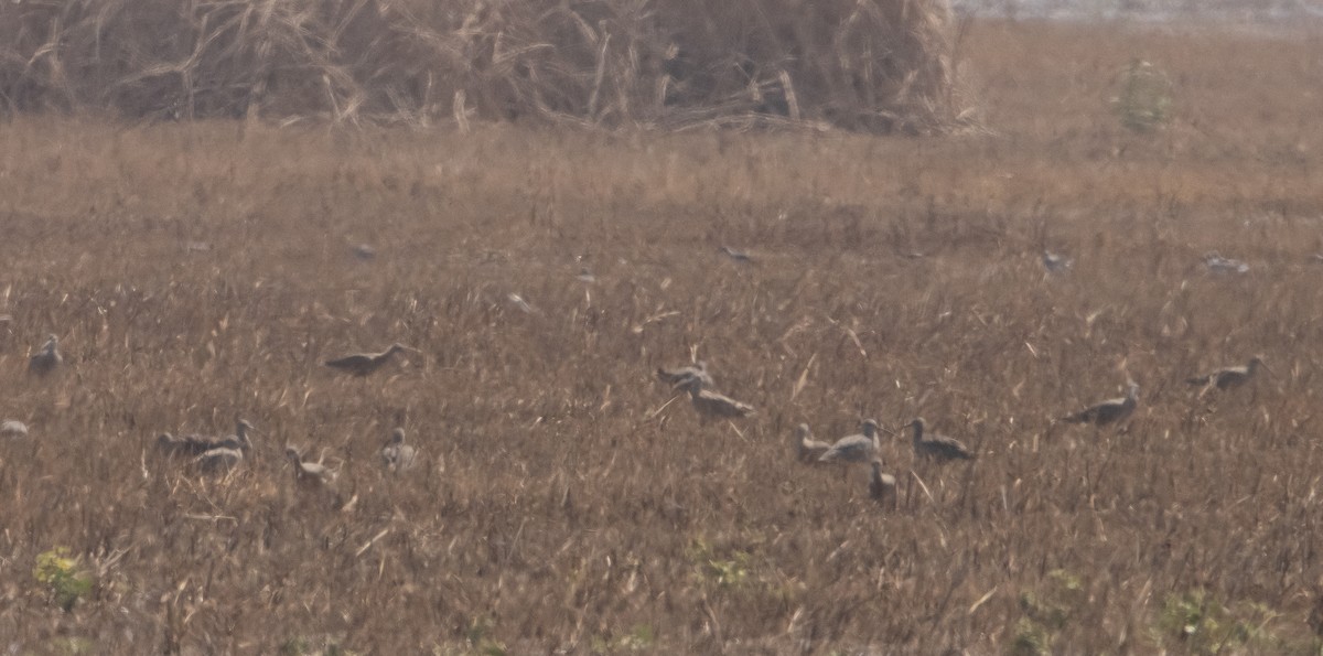 Long-billed Curlew - ML366484481