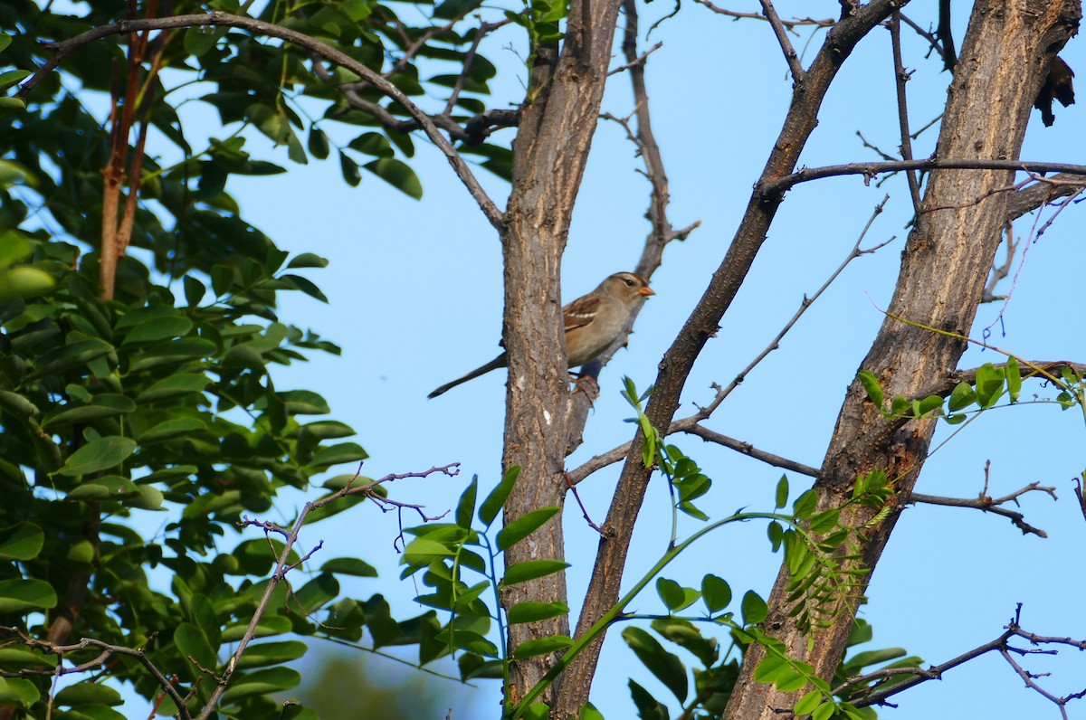 White-crowned Sparrow - ML366485481