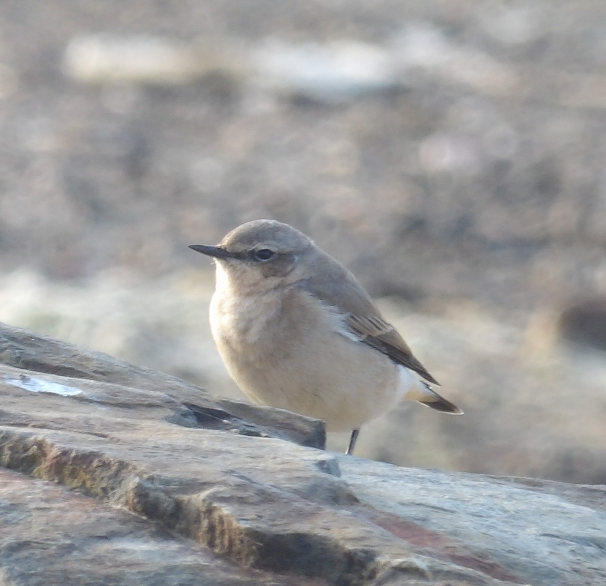 Northern Wheatear - ML366486671