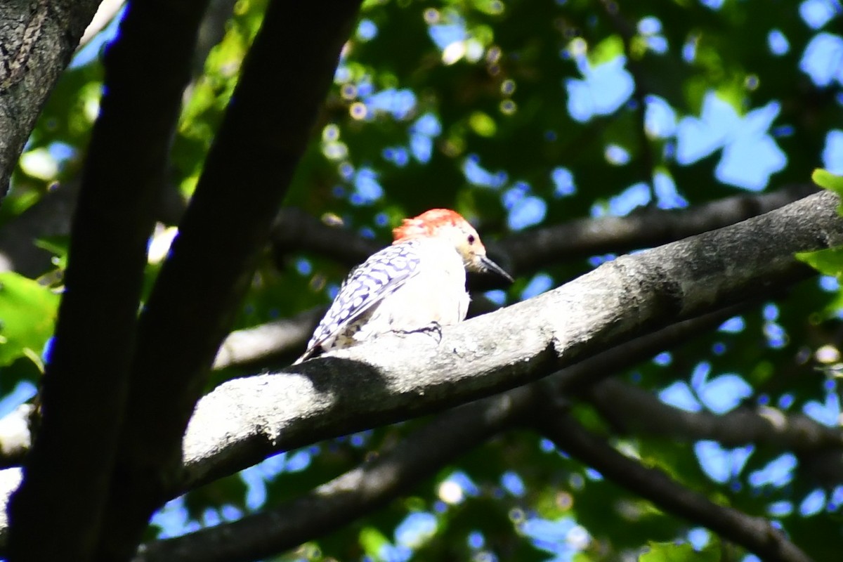 Red-bellied Woodpecker - ML366486961