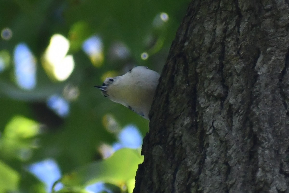 White-breasted Nuthatch - ML366486981