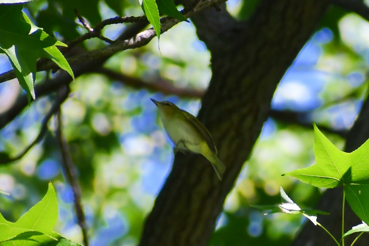 Red-eyed Vireo - ML366487341
