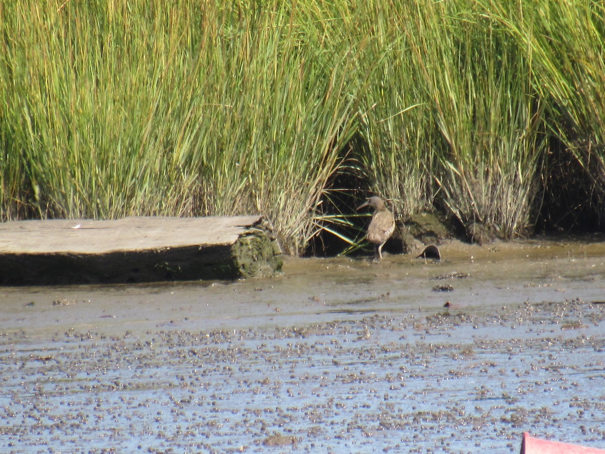 Clapper Rail - John Coyle