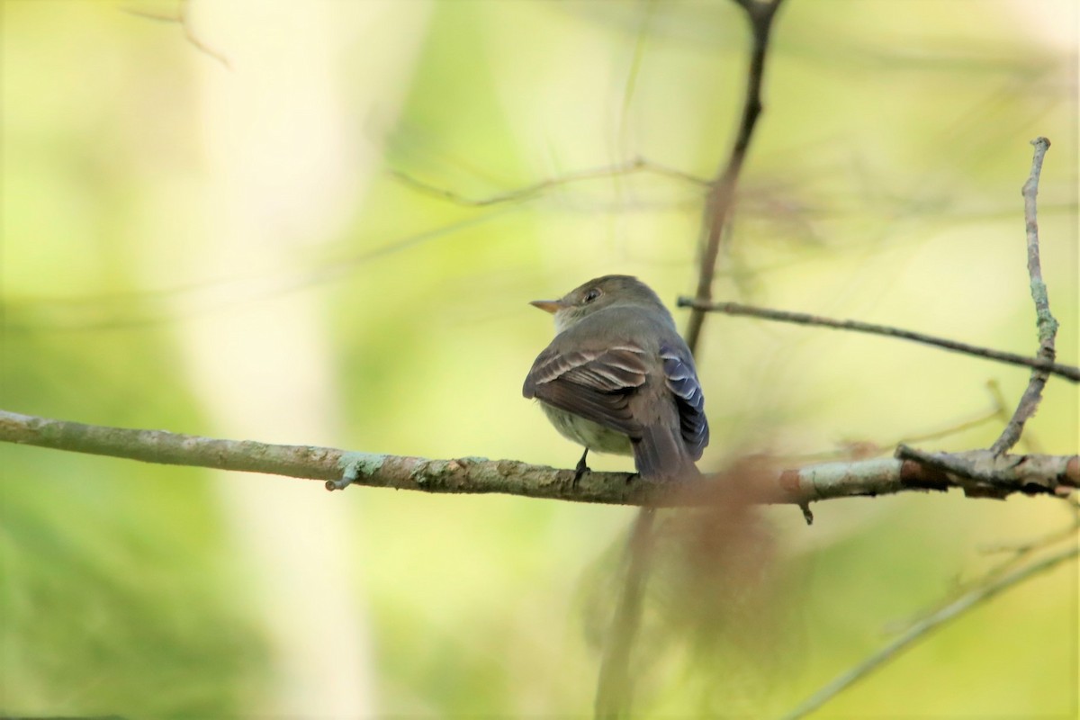 Empidonax sp. - ML366490571