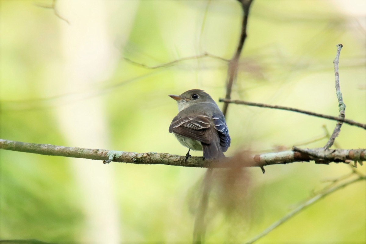 Empidonax sp. - ML366490581