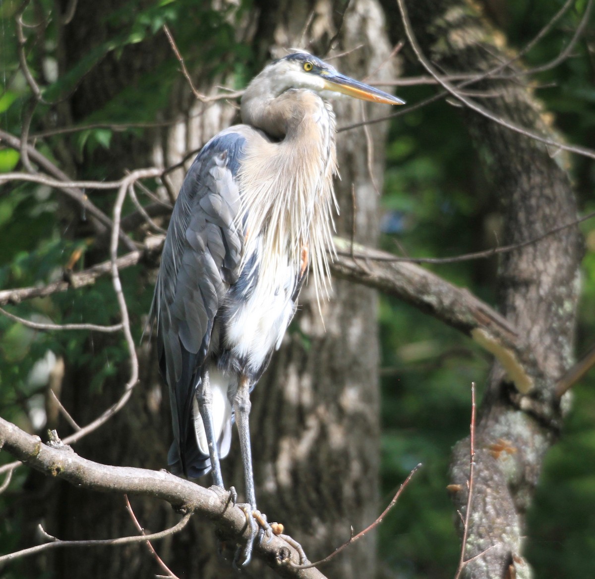 Great Blue Heron - ML366490711