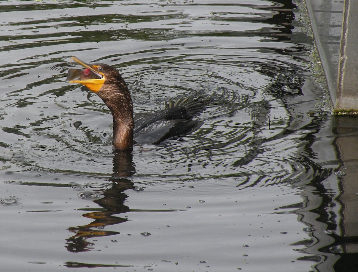 Cormoran à aigrettes - ML366490761