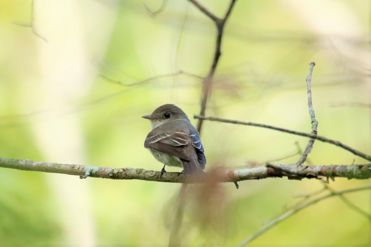 Empidonax sp. - ML366490911