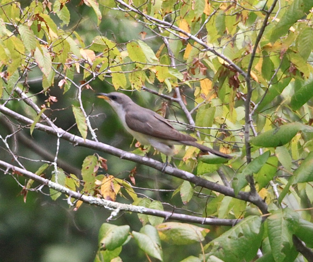 Yellow-billed Cuckoo - ML366491111
