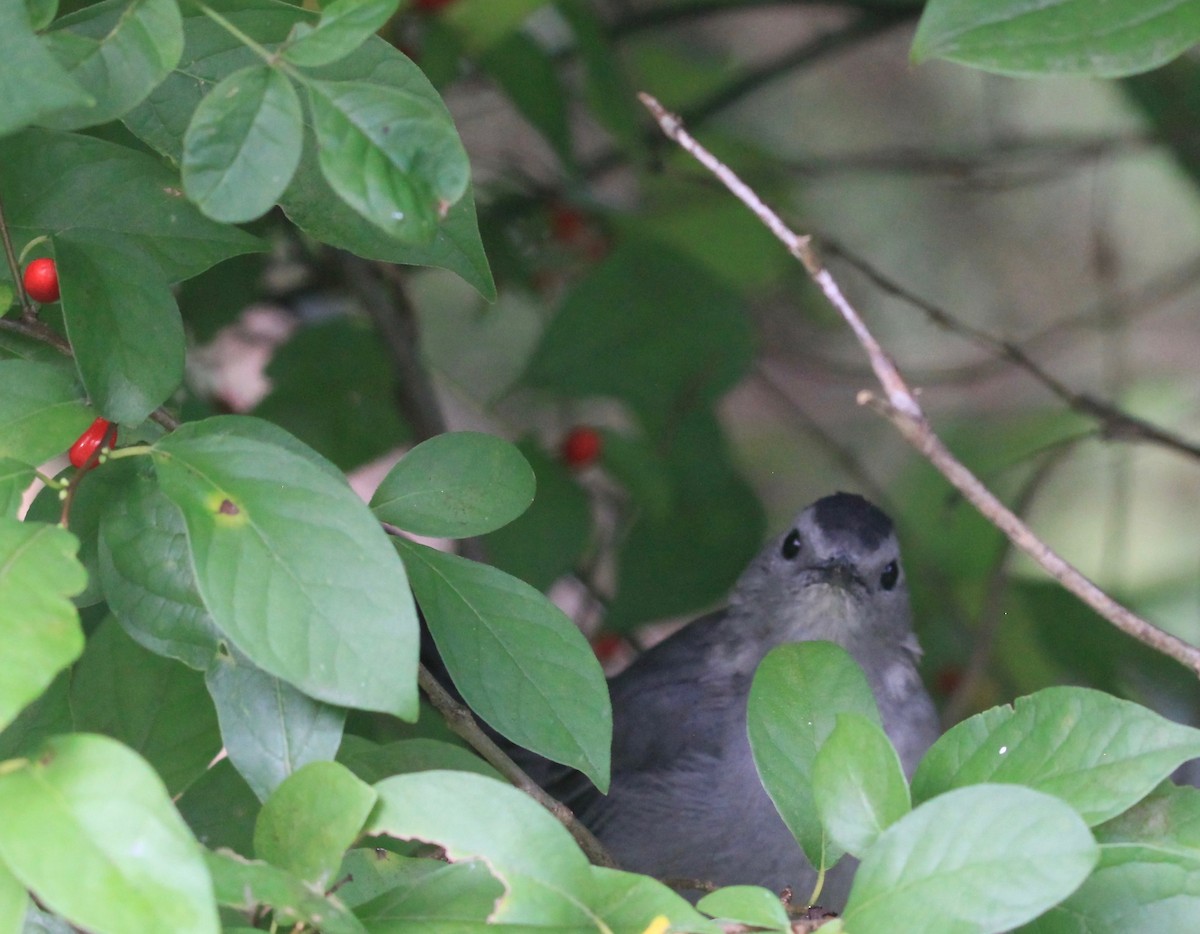 Gray Catbird - ML366491781