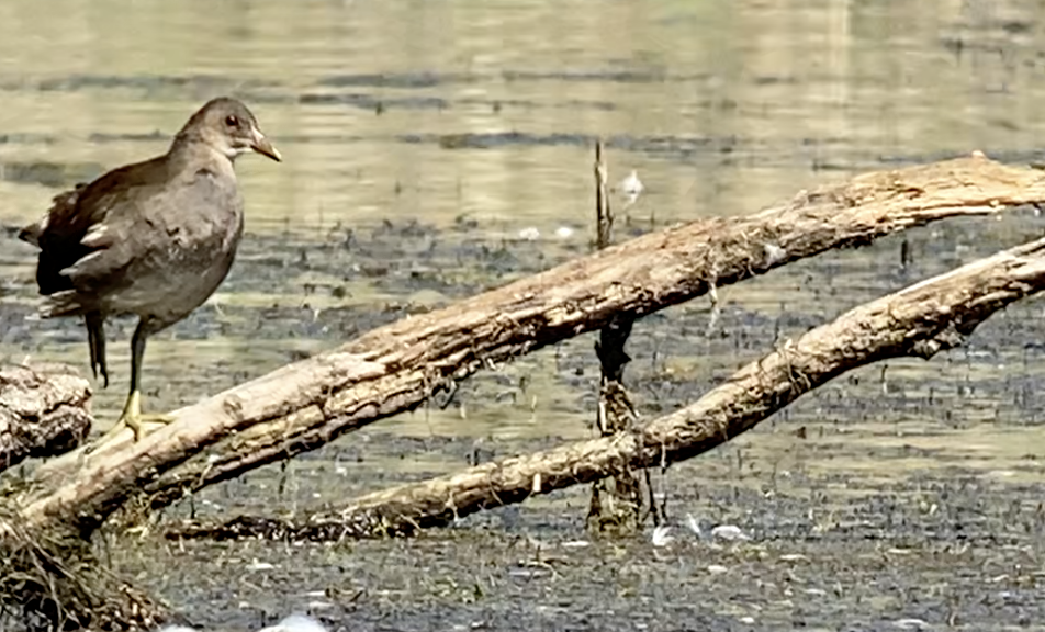 Eurasian Moorhen - ML366492921