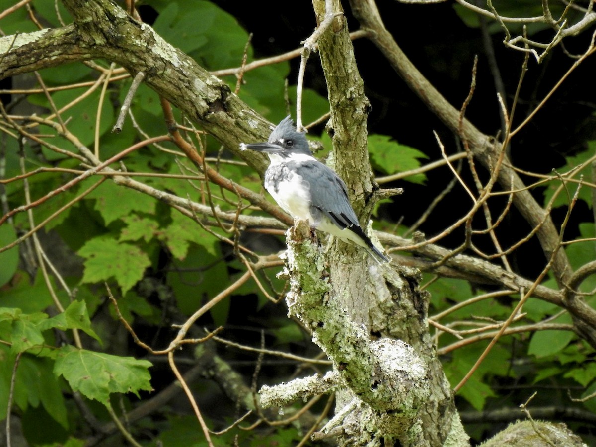 Belted Kingfisher - Sean Mueseler