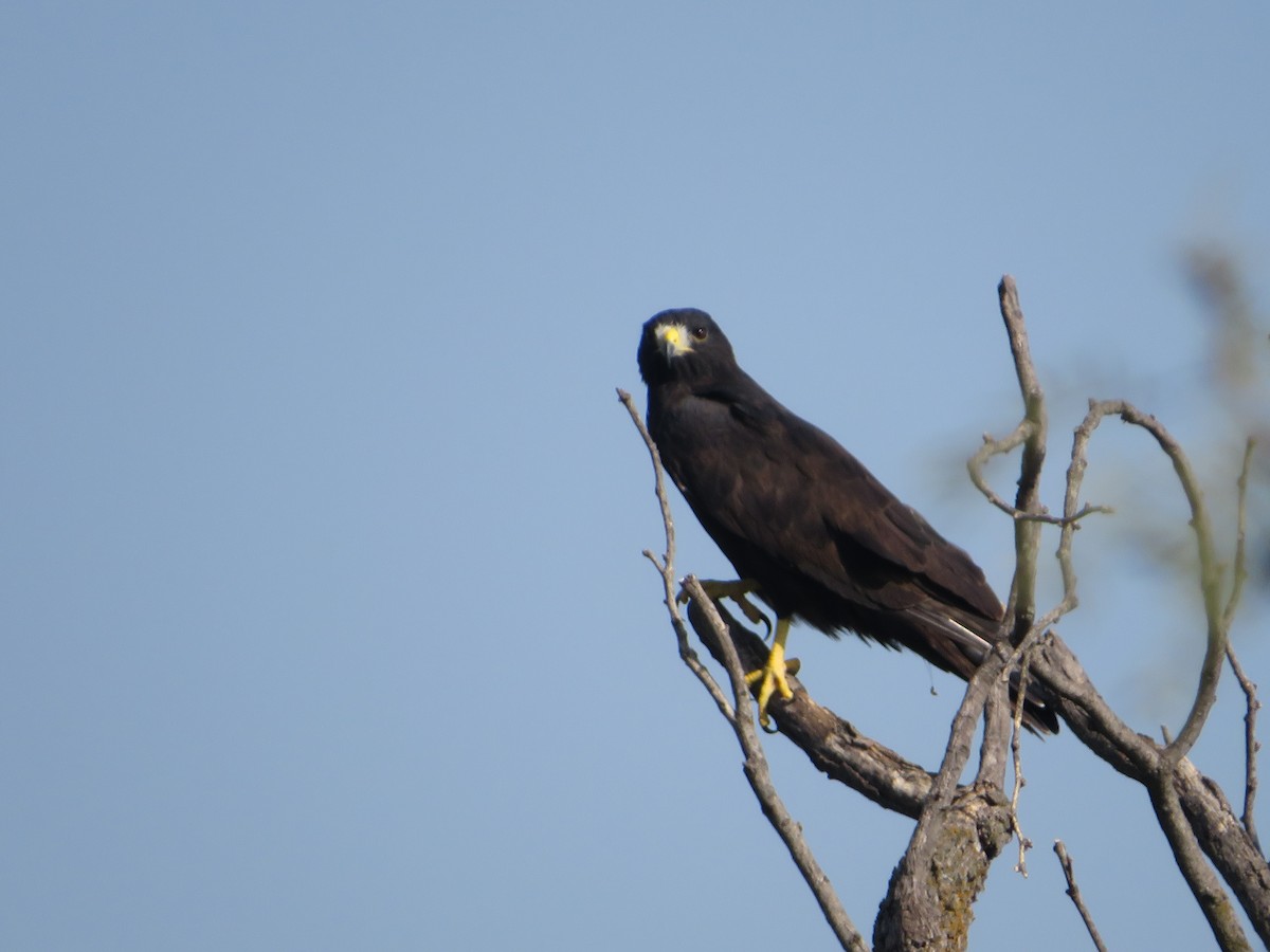 鷹科(中、小型) - ML366493571