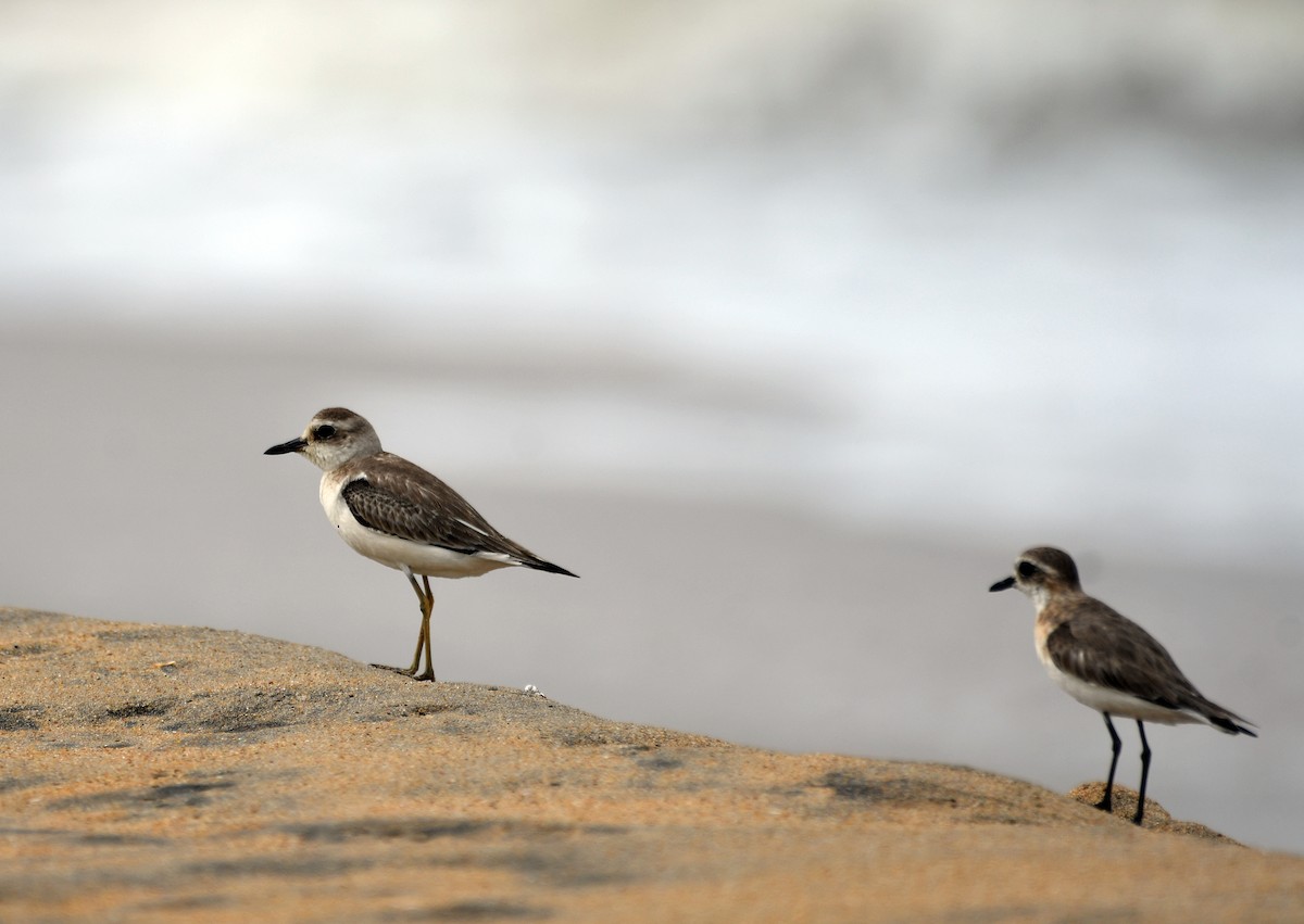 Greater Sand-Plover - ML366493841