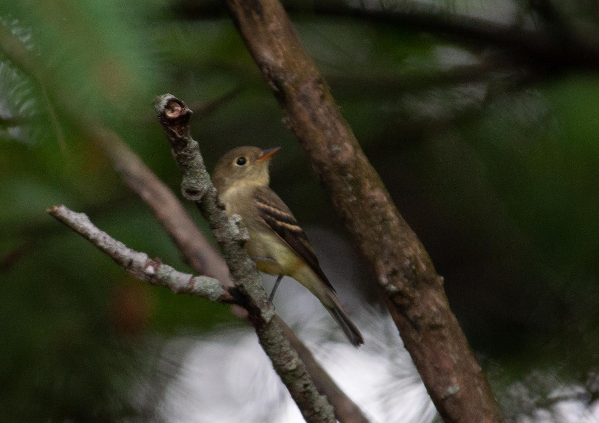 Yellow-bellied Flycatcher - ML366494001